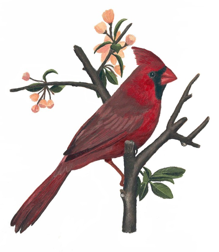 Northern Cardinal