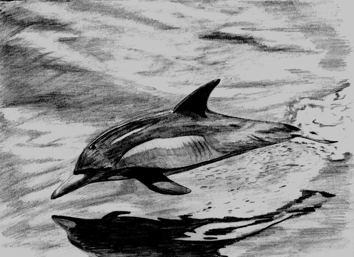 Pacific White Sided Dolphin